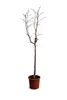 A bare tree in a pot against a white background. Podgląd zdjęcia produktu