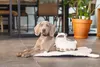 Beeztees Puppy Cuddle Toys und Herzschlag Simulator Lama Produktbild-Vorschau 8