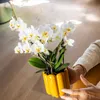Kolibri Orchids – bílá orchidej Phalaenopsis „Lausanne“, Náhled obrázku produktu 9