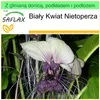 SAFLAX - Garden to go - Biały Kwiat Nietoperza - 10 Nasiona Podgląd zdjęcia produktu 5
