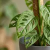 Green boutiQ - Zimmerpflanze - Monkey Mask - Monstera Produktbild-Vorschau 4