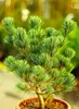 Borovica japonská Pinus parviflora Negishi 25 - 30 cm Náhľad obrázku produktu 1