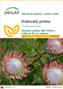 SAFLAX - královský protea - Protea cynaroides - 5 Semena Náhled obrázku produktu 1