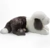 Carl Dick Bobtail, owczarek staroangielski leżący ok. 45 cm Podgląd zdjęcia produktu 9