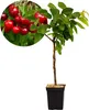 Prunus avium 'Sylvia' Kirschbaum, Gisela 5® Unterlage, 5 Produktbild-Vorschau 1