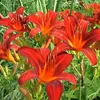 6 x Taglilie  - Hemerocallis 'Sammy Russell'  | Topf 9cm x Produktbild-Vorschau 2
