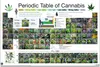 Poster Periodic Table of Cannabis 91.5x61cm. Produktbild-Vorschau 2