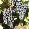 Winorośl Krasień ciemna bezpestkowa 2L Podgląd zdjęcia produktu 1