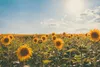 Muralo XXL Selbstklebende FOTOTAPETE FELD Sonnenblumen Produktbild-Vorschau 2