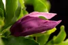 Magnolia liliiflora 'Susan', Purpur-Magnolie, purpurrosa, Produktbild-Vorschau 3