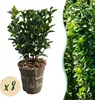 Euonymus japonicus Green Spire 8 planten voor 1 Meter Hecke Productafbeelding-voorbeeld 2