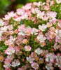 BALDUR-Garten Alpin-Rose "Cutie Pie®", 1 Pflanze, Produktbild-Vorschau 2