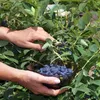 Bacca di Kamchatka Honeybee 1L Anteprima dell’immagine prodotto 5