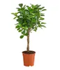 Dehner Lorbeer-Feige Moclame, mit Stämmchen, 50 - 60 cm, Ø Produktbild-Vorschau 1