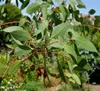 Eukalyptus tasmánský (Eucalyptus coccifera)  – 1 porce Náhled obrázku produktu 2