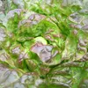 Winterkopfsalat Baquieu |  Kopfsalatsamen von Sativa Produktbild-Vorschau 5