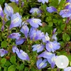Bloomique - Mazus Reptans - Mazus rampant - Plantes de Voir les images du produit 2