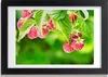 Bild 30x20 MDF-Rahmen, Wandkunst Himbeeren im Garten Produktbild-Vorschau 1