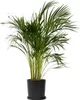Areka - Dypsis lutescens - Wysokość 100-120cm - ⌀21cm Podgląd zdjęcia produktu 7