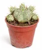 Euphorbia meloformis variegata - seltenes Wolfsmilchgewächs Produktbild-Vorschau 2