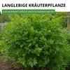 Liebstock Maggikraut Samen - Levisticum officinale - Produktbild-Vorschau 5