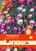 Artikelbild 1 von 'Mittagsblume Pastell-Mischung' aus der Kategorie Blumensamenmischung Produktbild-Vorschau