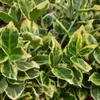 Wintercreeper Silver Queen 2L Anteprima dell’immagine prodotto 4