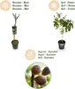 Figovník Ficus carica Little Miss Figgy - výška 19cm, výška Náhľad obrázku produktu 7