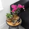Kolibri Orchids | COMBI DEAL von 2 lila Phalaenopsis Produktbild-Vorschau 7