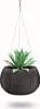 A hanging planter with a succulent plant inside, against a white background. Anteprima dell’immagine prodotto