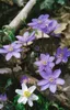Hepatica nobilis, Leberblümchen, ca. 9x9 cm Topf, blau Produktbild-Vorschau 4