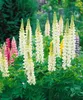 Lupinus polyphyllus 'Fräulein', Lupine, rosa, ca. 11x11 cm Produktbild-Vorschau 1