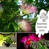 Echte Mimose Samen (Mimosa Pudica) mit hoher Keimrate -  Produktbild-Vorschau 5