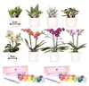 Kolibri Creatives | Pflanzen-Set mit 8 Pflanzen und Produktbild-Vorschau 1