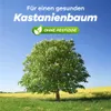 Gerobug Kastanienminiermotte Falle 2 Stück - Produktbild-Vorschau 6