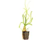 Vodní rostlina Crinum calamistratum Náhled obrázku produktu 2