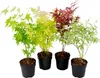 Four potted Japanese maple saplings with different leaf colors. Produktbild-Vorschau