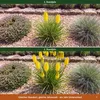 Stauden Gänge 1 x Kniphofia 'Lemon Popsicle' - Gelbe Produktbild-Vorschau 7