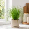 Echtes Katzengras - pflegeleichte Zimmerpflanze, Cyperus Produktbild-Vorschau 6