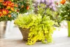 Lysimachia nummularia 'Goldilocks', Pfennigkraut, goldgelb, Produktbild-Vorschau 2