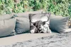 MuchoWow® Outdoor Kissen - Kuh - Schottisches Hochlandrind Produktbild-Vorschau 2