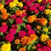 Zinnien Dahlienblütige Riesen, Mischung Samen - Zinnia Produktbild-Vorschau 5