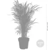 3x Tropische Palmenmischung – Dypsis-Chamaedorea-Yucca – Produktbild-Vorschau 8