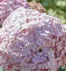 Ballhortensie 'CANDYBELLE BUBBLEGUM' 30-40 cm, Cont. 2,5 l Produktbild-Vorschau 1