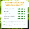 Florfliegenlarven gegen Blattläuse, Spinnmilben, Thripse & Produktbild-Vorschau 2