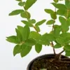 Lonicera caerulea 'Larisa' - Honigbeere - Höhe 70 cm - Produktbild-Vorschau 2