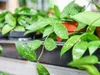 Gardners Hoya carnosa Gracilis, průměr 12 cm Náhled obrázku produktu 2