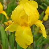 6 x kosatec  - Iris germanica 'Ola Kala'  | Květináč 9 cm x Náhled obrázku produktu 1