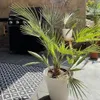 Bloomique - Washingtonia Robusta - Palmier éventail du Voir les images du produit 5