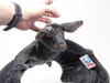 A hand is holding a plush bat toy by a string against a white background. Produktbild-Vorschau